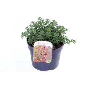 Sedum album Coral Carpet