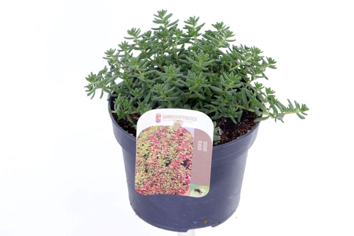<h4>Sedum album Coral Carpet</h4>
