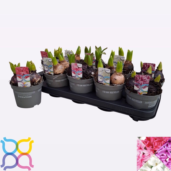 <h4>HYACIN GEM 4 KL</h4>