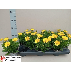 OSTEO FP PURE YELLOW