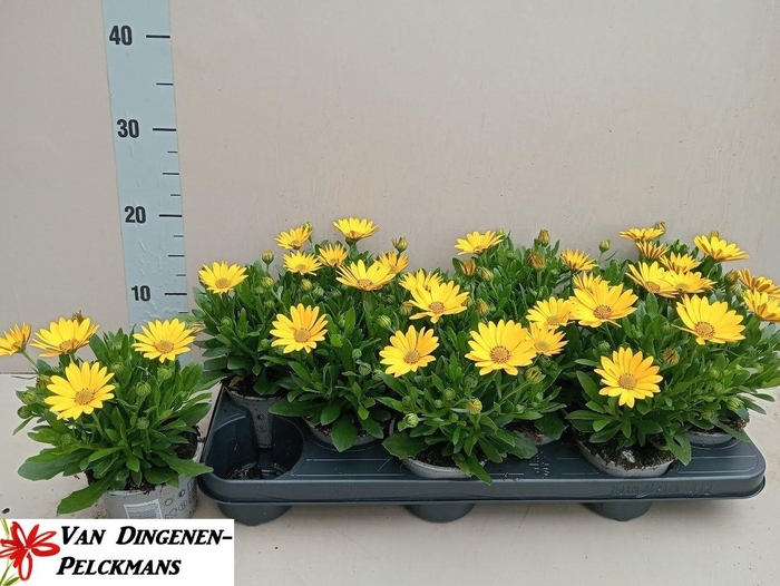 <h4>OSTEO FP PURE YELLOW</h4>