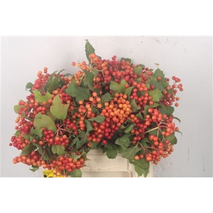 Viburnum Op Compactum 3+