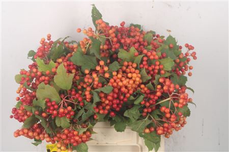 <h4>Viburnum Op Compactum 3+</h4>