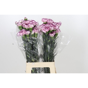 Dianthus St Damascus