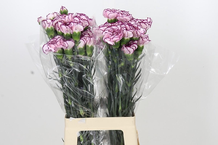 <h4>Dianthus St Damascus</h4>