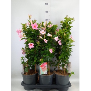 Mandevilla am. 'Sundav Cream Pink'