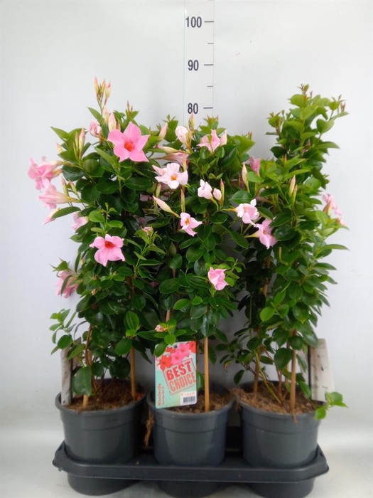 <h4>Mandevilla am. 'Sundav Cream Pink'</h4>