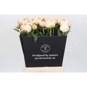 Paeonia in full sail