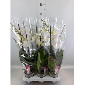 Phalaenopsis   ...white