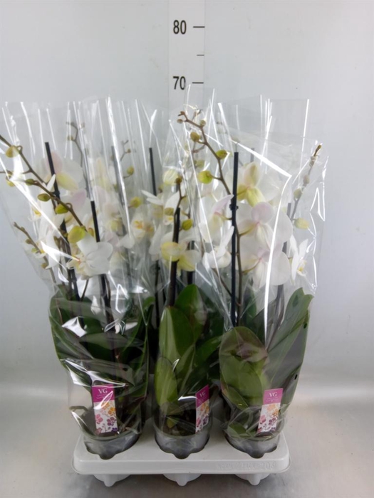<h4>Phalaenopsis   ...white</h4>