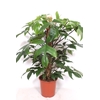 Philodendron pedatum