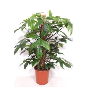Philodendron pedatum