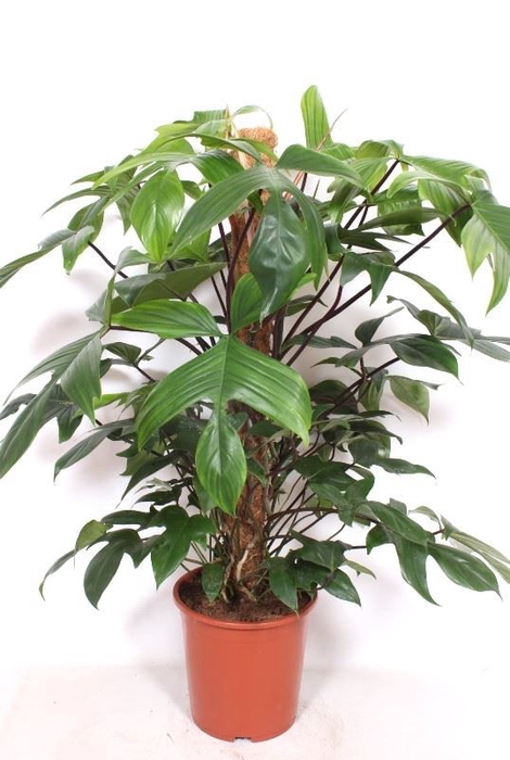 <h4>Philodendron pedatum</h4>