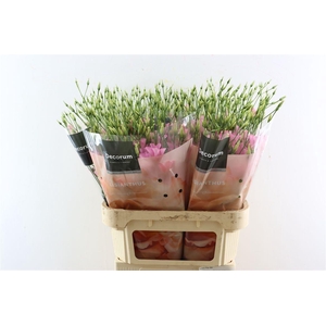 Eus E Botanic Pink Extreme