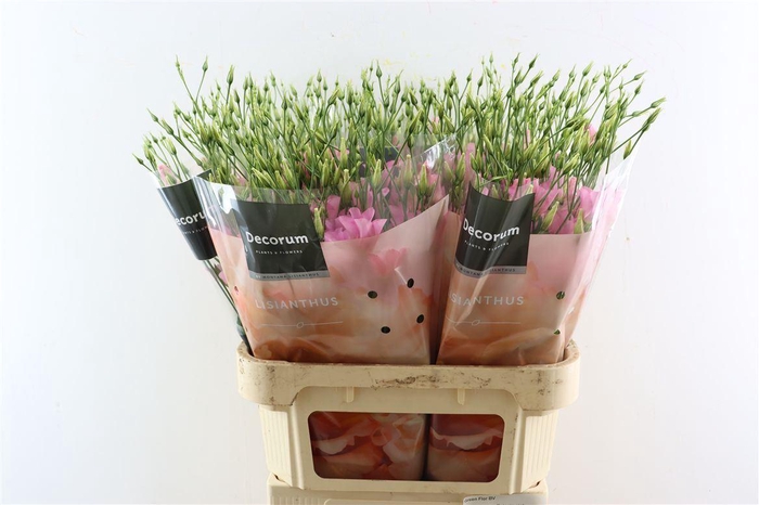 <h4>Eus E Botanic Pink Extreme</h4>