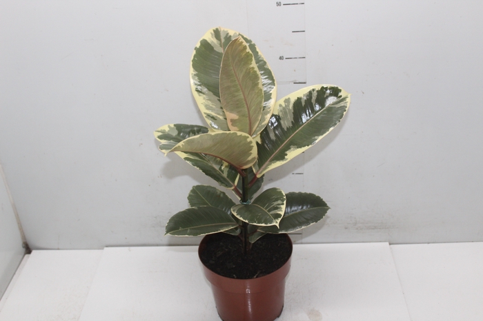 <h4>FICUS ELASTICA TINEKE P17</h4>