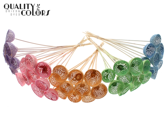 Bell Cup Jali on stem Intense Mixed Colours Pastel