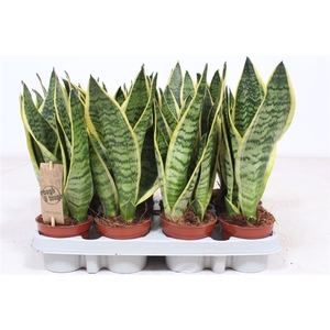 Sansevieria Superba