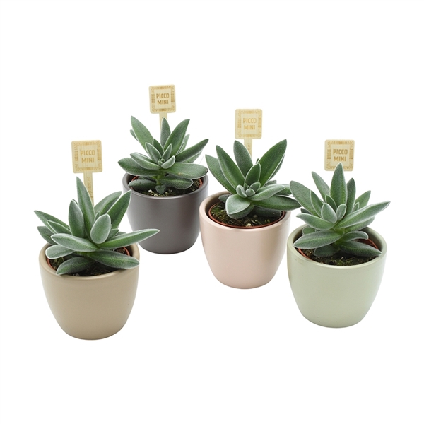 <h4>Crassula Tarantula</h4>