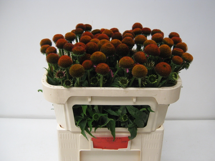 <h4>ECHI PURPUREA</h4>