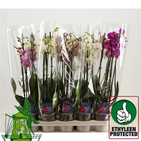 <h4>4 Tak Phalaenopsis MIX, 24+ Knop, 60 CM</h4>