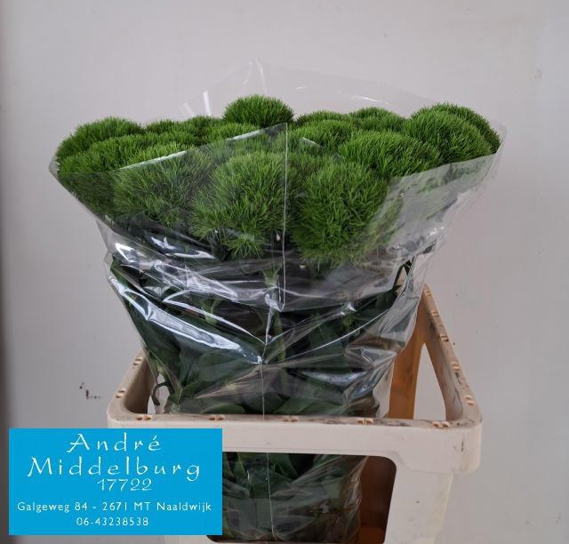 <h4>DI BARB KIWI COOL</h4>