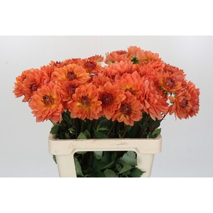Dahlia Dr Phil