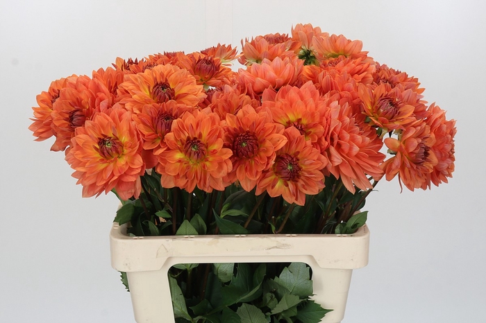 <h4>Dahlia Dr Phil</h4>