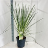 Cortaderia selloana Pumila