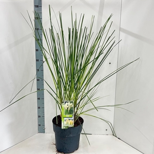 Cortaderia selloana Pumila