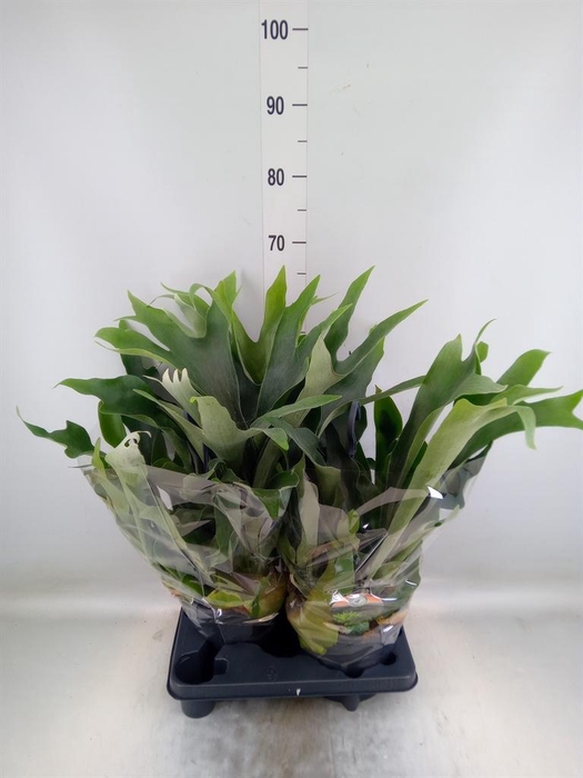 <h4>Platycerium bifurc.</h4>