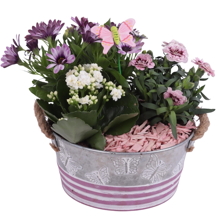 <h4>Spring Flower Arr. Outdoor Zinc Grey/Pink Butterfly Ø21cm 3PP</h4>