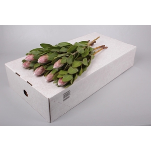 Protea Penny Pink