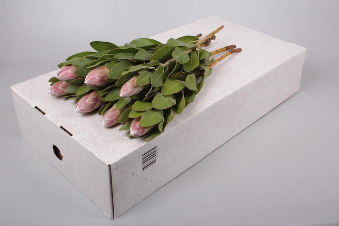 Protea Penny Pink