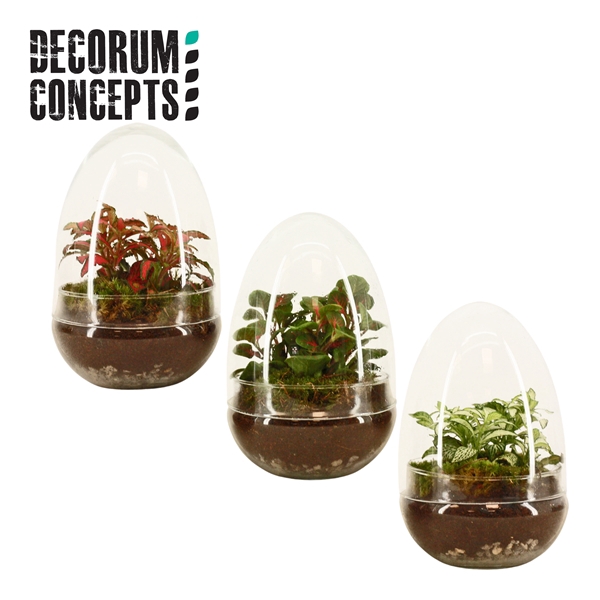 Terrarium Egg small (Decorum concepts)
