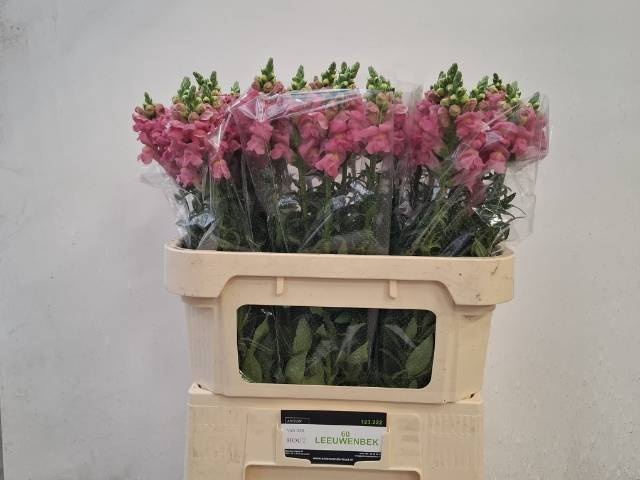 <h4>ANTIR POTO PINK</h4>