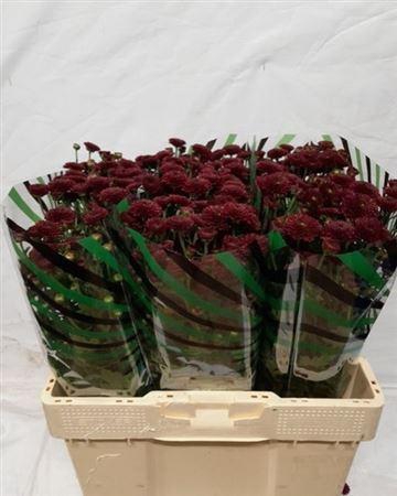 <h4>Chr San Alonso</h4>