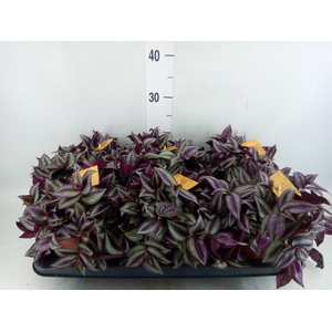 Tradescantia zebr. 'Purpusii'