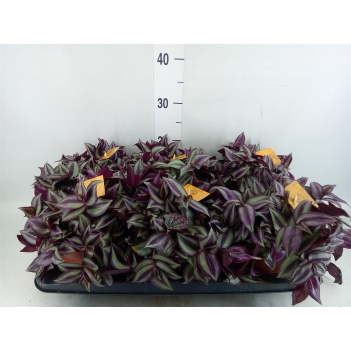 <h4>Tradescantia zebr. 'Purpusii'</h4>