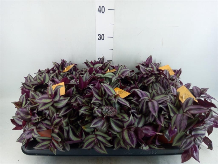 <h4>Tradescantia zebr. 'Purpusii'</h4>