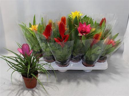 <h4>Bromelia Gem</h4>