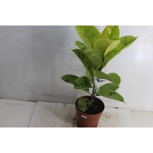 FICUS ELASTICA SHIVEREANA MOONSHINE P17