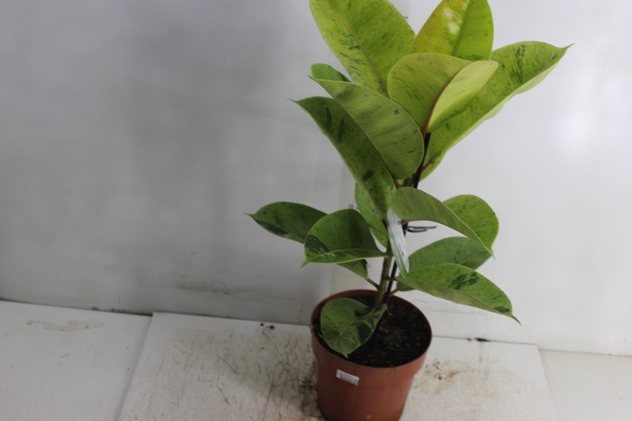 <h4>FICUS ELASTICA SHIVEREANA MOONSHINE P17</h4>