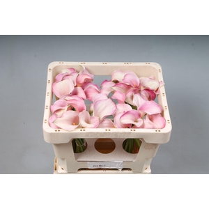 CALLA BLUSHING LADY ZANT BLUSHING L