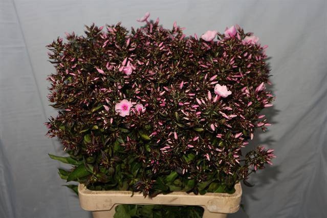 <h4>PHLOX P BRI EYES</h4>