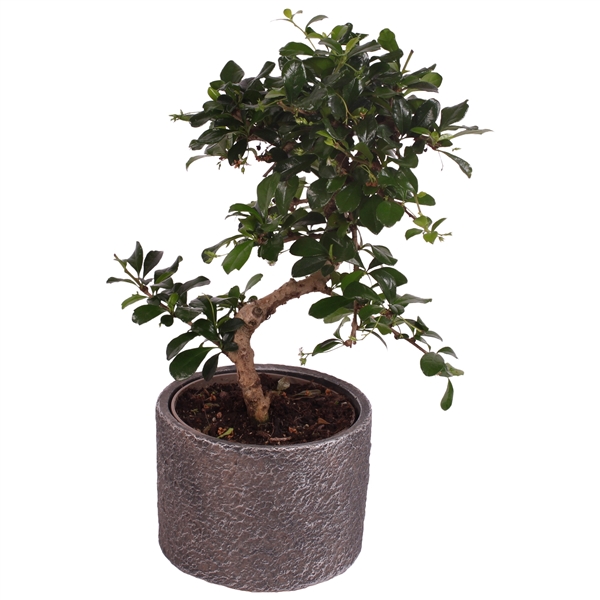 <h4>Bonsai Indoor Mix Ø12cm S-Shape in Ø 14cm Ceramic NT566</h4>