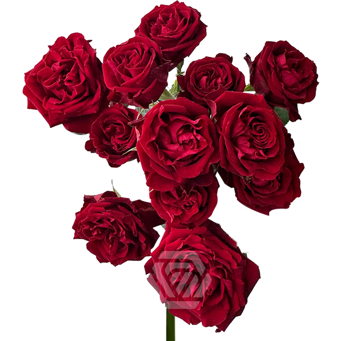 <h4>R TR FIBONACCI ROSSO</h4>