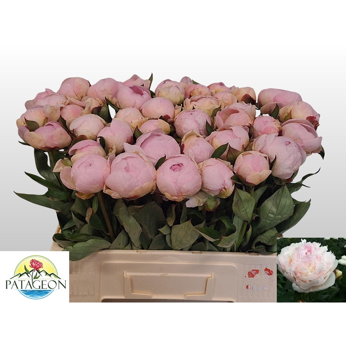 <h4>PAEO L FLOR NICHOLLS</h4>