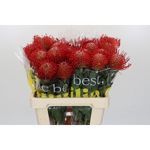 Nutans Ayoba Red