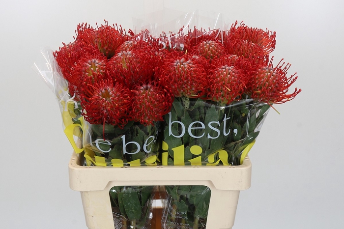 <h4>Nutans Ayoba Red</h4>